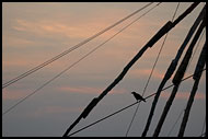 Chinese Net (Cheena Vala), Cochin - Chinese Nets (Cheena vala), India