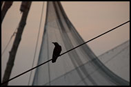 Chinese Net (Cheena Vala), Cochin - Chinese Nets (Cheena vala), India