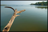 Tree And Sea, Cochin (Kochi), India