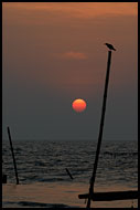Sunset In Cochin, Cochin (Kochi), India