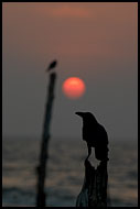 Sunset In Cochin, Cochin (Kochi), India