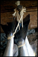 Salmon Fishing, Best of 2006, Norway