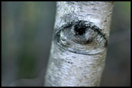 The God Sees You, Best of 2006, Norway