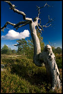 Tree And A Cloud, Best of 2006, Norway