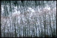 Trees And River, Best of 2006, Norway
