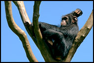 Chimpanzee Relaxing, People And Nature, Sierra Leone