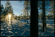 Sunset And Trees, Best of 2007, Norway