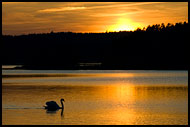 Swan And Sunset On Goksjø, Best of 2007, Norway