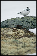 Ptarmigan (Lagopus Muta), Hemsedal In Winter, Norway