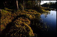 Whortleberry Growth In Sunset, Fjorda In Autumn, Norway