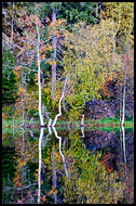 Autumn By Skomakertjern, Autumn in Nordmarka, Norway