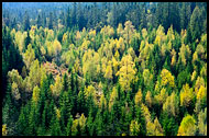 View From Skjennungstua Towards Tryvann, Autumn in Nordmarka, Norway