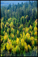 View From Skjennungstua Towards Tryvann, Autumn in Nordmarka, Norway