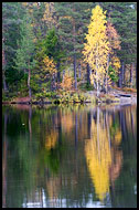 Fall By Kopperhaugtjernet, Autumn in Nordmarka, Norway
