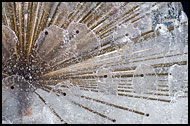 The Peacock Fountain, Best Of 2008, Norway