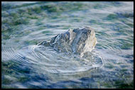 Rock In The Sea, Best Of 2008, Norway