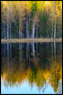 Trees By Skomakertjern, Best Of 2008, Norway