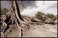 Baobab Near Iwol Village, Bedick Tribe, Senegal