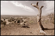 Tree And Sky, Bedick Tribe, Senegal