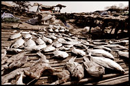 Drying Fish, Casamance, Senegal