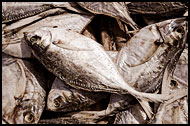 Dry Fish, Casamance, Senegal