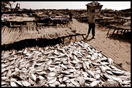 Drying Fish, Casamance, Senegal