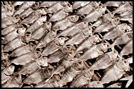 Drying Fish, Casamance, Senegal