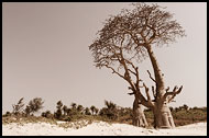 Trees By A Beach, Casamance, Senegal