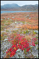 Autumn Colors By Vavatn, Autumn In Hemsedal, Norway