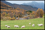 Sheeps In Grøndalen, Autumn In Hemsedal, Norway