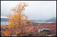 Birch By Vanvatn, Autumn In Hemsedal, Norway