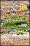 Birch And Autumn Colors, Autumn In Hemsedal, Norway