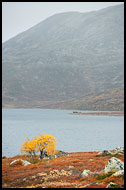Birch By Vavatn, Autumn In Hemsedal, Norway