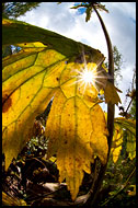 Sun In The Jungle, Best Of 2009, Norway