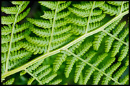 Fern Abstraction, Best Of 2009, Norway