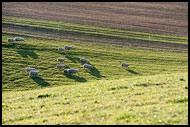Sheep Herd, Best Of 2009, Norway