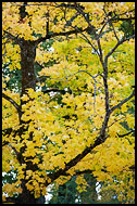 Tree In The Autumn, Best Of 2009, Norway