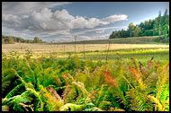 Ferns By Bogstad, Best Of 2009, Norway