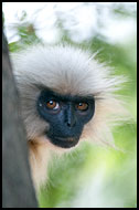 Golden Langur Portrait, Golden Langur, India