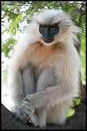 Golden Langur Relaxing On A Tree, Golden Langur, India