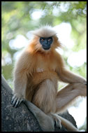 Posing For The Photographer, Golden Langur, India