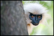 Golden Langur Portrait, Golden Langur, India