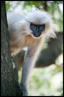 Golden Langur, Golden Langur, India