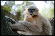 Golden Langur, Golden Langur, India