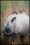 One Horned Rhinoceros, Kaziranga NP, India