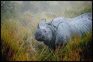 One Horned Rhinoceros, Kaziranga NP, India