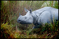 One Horned Rhinoceros, Kaziranga NP, India