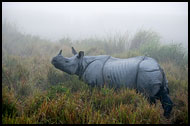 One Horned Rhinoceros, Kaziranga NP, India