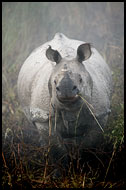 One Horned Rhinoceros, Kaziranga NP, India