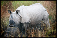 One Horned Rhinoceros, Kaziranga NP, India